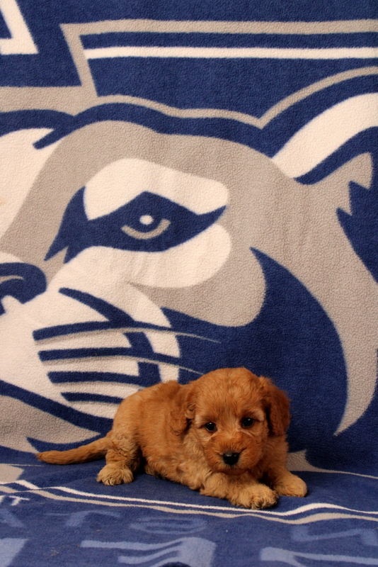 puppy, for, sale, Mini  Goldendoodle, Matthew B. Stoltzfus, dog, breeder, Gap, PA, dog-breeder, puppy-for-sale, forsale, nearby, find, puppyfind, locator, puppylocator, aca